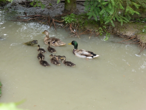 Záchranná stanica a Ekocentrum Zázrivá